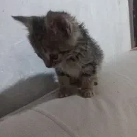 گربه