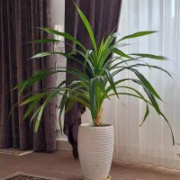 گل پاندانوس