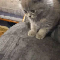 بچه گربه نر سالم