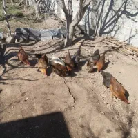 مرغ طبیعی تخمگذار