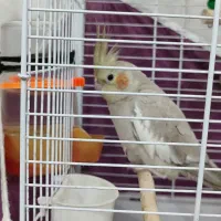 عروس هلندی|پرنده|کومله, |دیوار