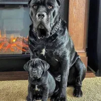 سگ کن کورسو عتیقه