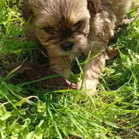 واگذاری توله سگ پاکوتاه