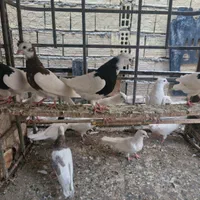 طوقی جوان|پرنده|اصفهان, خواجو|دیوار