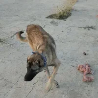 سگ سراب|سگ|سنقر, |دیوار