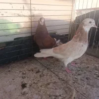 کبوتر  کفتر یه جایی