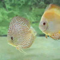 دوعدد ماهی دیسکس سایز ۷ اینج