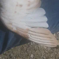 جوجه کفتر|پرنده|مشهد, پنجتن|دیوار
