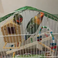 طوطی برزیلی