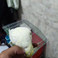 عروس هلندی دستی|پرنده|سیرجان, |دیوار