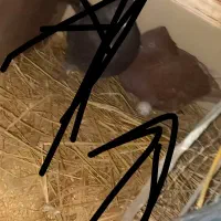 کبوتر گمشده|حیوانات|ماسال, |دیوار