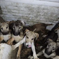 واگذاری رایگان سگ گله