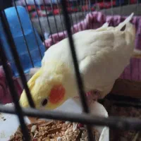 عروس هلندی با قفس