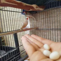 یک جفت فنچ اورنج مولد آس