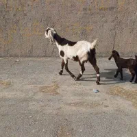 کولار پاکستانی زایده داغ شکم