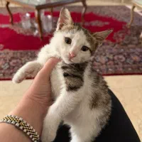 واگذاری رایگان گربه نر