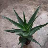 گل طبیعی آلوئه ورا