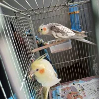 فروش عروس هلندی|پرنده|کاشان, طالقانی|دیوار