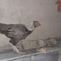 یک عدد مرغ لاری یک جفت بد