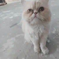گربه پرشین