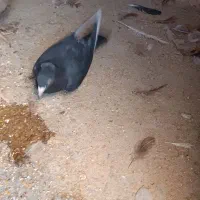 مرغ و خروس رسمی کفتر کاکلی|حیوانات مزرعه|حمیدیا, |دیوار