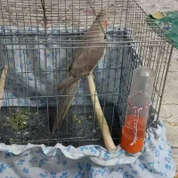 عروس هلندی