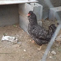 مرغ محلی ریشی تخم گذار اصل ۹۵۰