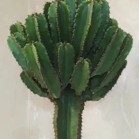 انواع کاکتوسهای خاص و کلکسیونی افوربیا