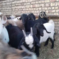 بزغاله چاق|حیوانات مزرعه|جعفرآباد, |دیوار