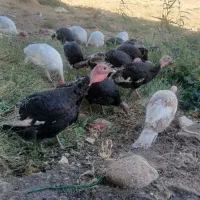 بوقلمون کوردی|حیوانات مزرعه|قصرشیرین, |دیوار