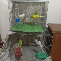 یک جفت مرغ عشق به همراه ۳ جوجه