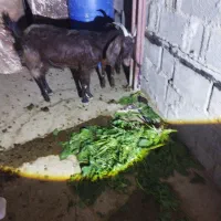 بزجوان وسرحال|حیوانات مزرعه|خورموج, |دیوار