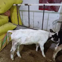 گوساله نر.سیمینتال و هلشتاین اصل|حیوانات مزرعه|مهربان, |دیوار