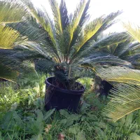 فروش نخل سیکاس|گل و گیاه طبیعی|شیراز, گویم|دیوار