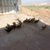 مرغ و خروس محلی جوان22عدد