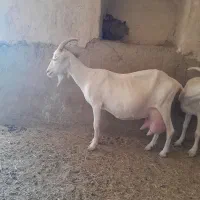 فروش بزغاله سانن اصل،بره ماده|حیوانات مزرعه|امیرآباد, |دیوار