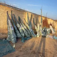 تولید نهال بادام فرانیس پایه تلخ|خدمات باغبانی و درختکاری|بروجرد, |دیوار