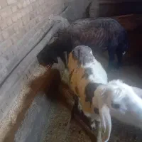دوعدد قوچ