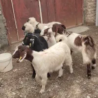 چهار عدد بزقاله دو عدد بره|حیوانات مزرعه|نیمروز, |دیوار