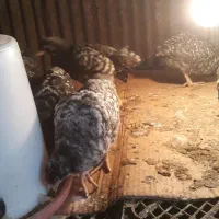 جوجه مرغ آمروک