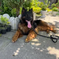 کشش با ماده بلک اصیل|سگ|تنکابن, |دیوار