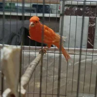 قناری سوپر قرمز|پرنده|تبریز, |دیوار