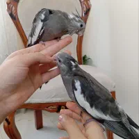 جوجه عروس هلندی