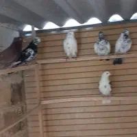 نروماده کهنه کفتر پدرومادر دار