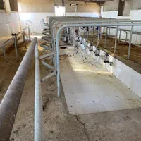 مجموعه گاوداری 100راسی و7 هکتار زمین واب|فروش دفتر صنعتی، کشاورزی، تجاری|نیشابور, ماروسک|دیوار