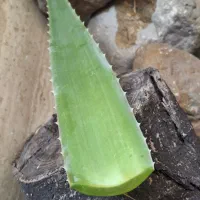 فروش برگ آلوئه ورا