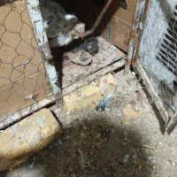 جوجه و مرغ|حیوانات مزرعه|شهرضا, |دیوار