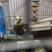 فروش پرنده