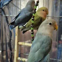 سه عدد طوطی برزیلی کوتوله