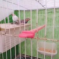 دوعد فنج جفت ویک اردک